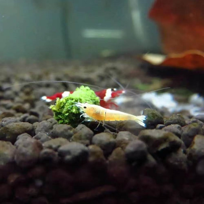 Spinach Shrimp Feed Ornamental - Seaweed Snack ulasan dan harga