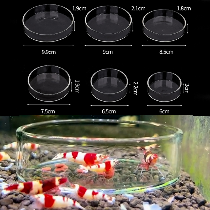 Shrimp Feeding Dish High Trans - Seaweed Snack ulasan dan harga